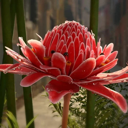 Red-Green Torch Ginger Plant Seeds - Exotic Torch Ginger for Stunning, Tropical Flowers  100 pcs