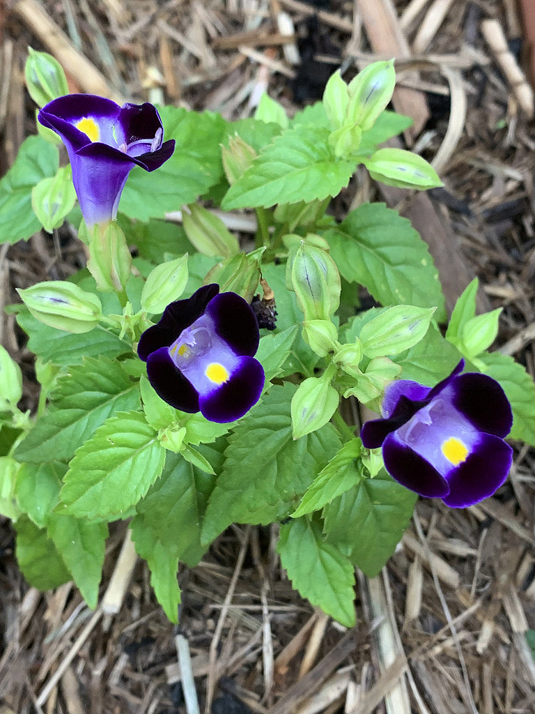 Heirloom Torenia Flower Seeds, Non-GMO Shade-Loving Blooms for Vibrant Garden Planting