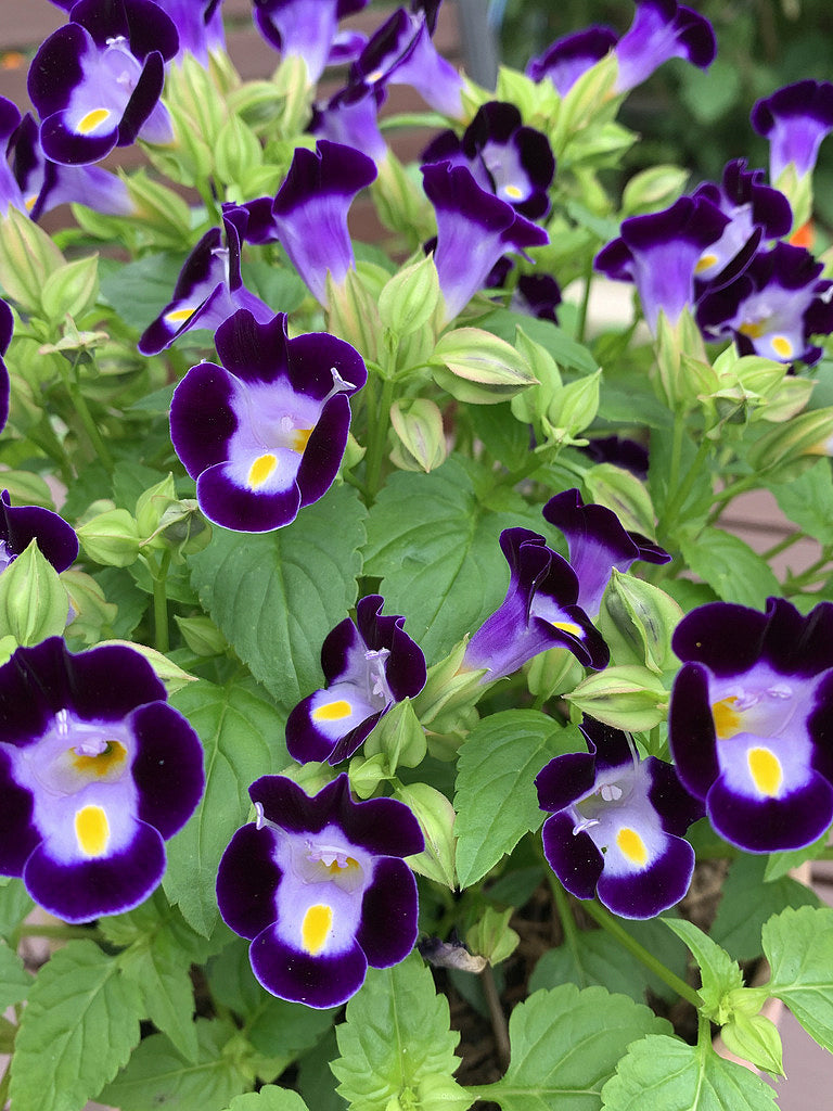 Heirloom Torenia Flower Seeds, Non-GMO Shade-Loving Blooms for Vibrant Garden Planting