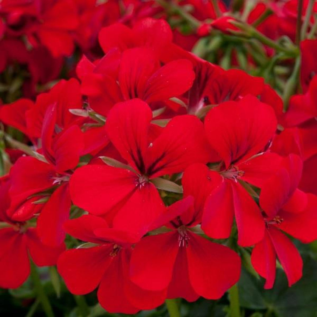 Heirloom Non-GMO Pelargonium Peltatum Flower Seeds for Planting – Trailing Geranium Seeds for Baskets & Borders