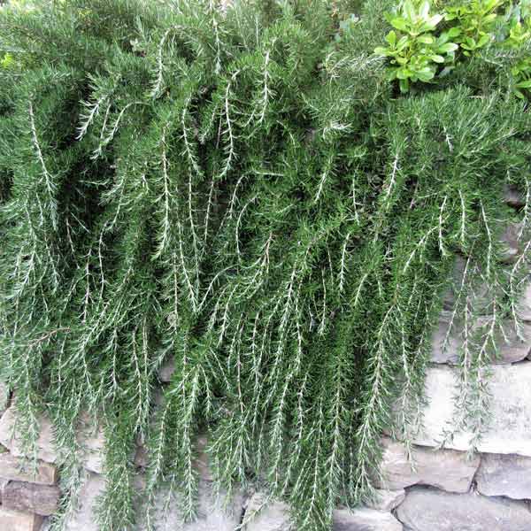 Trailing Irene Rosemary Herb Plant Seeds for Fragrant and Flavorful Gardens