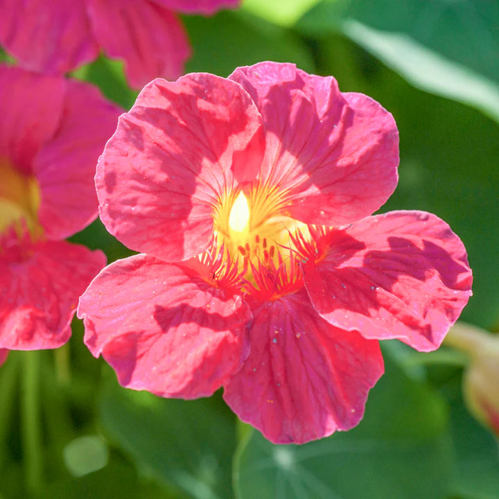 Dark Pink Nasturtium Flower Seeds for Planting – Heirloom, Non-GMO, High Germination Garden Seeds