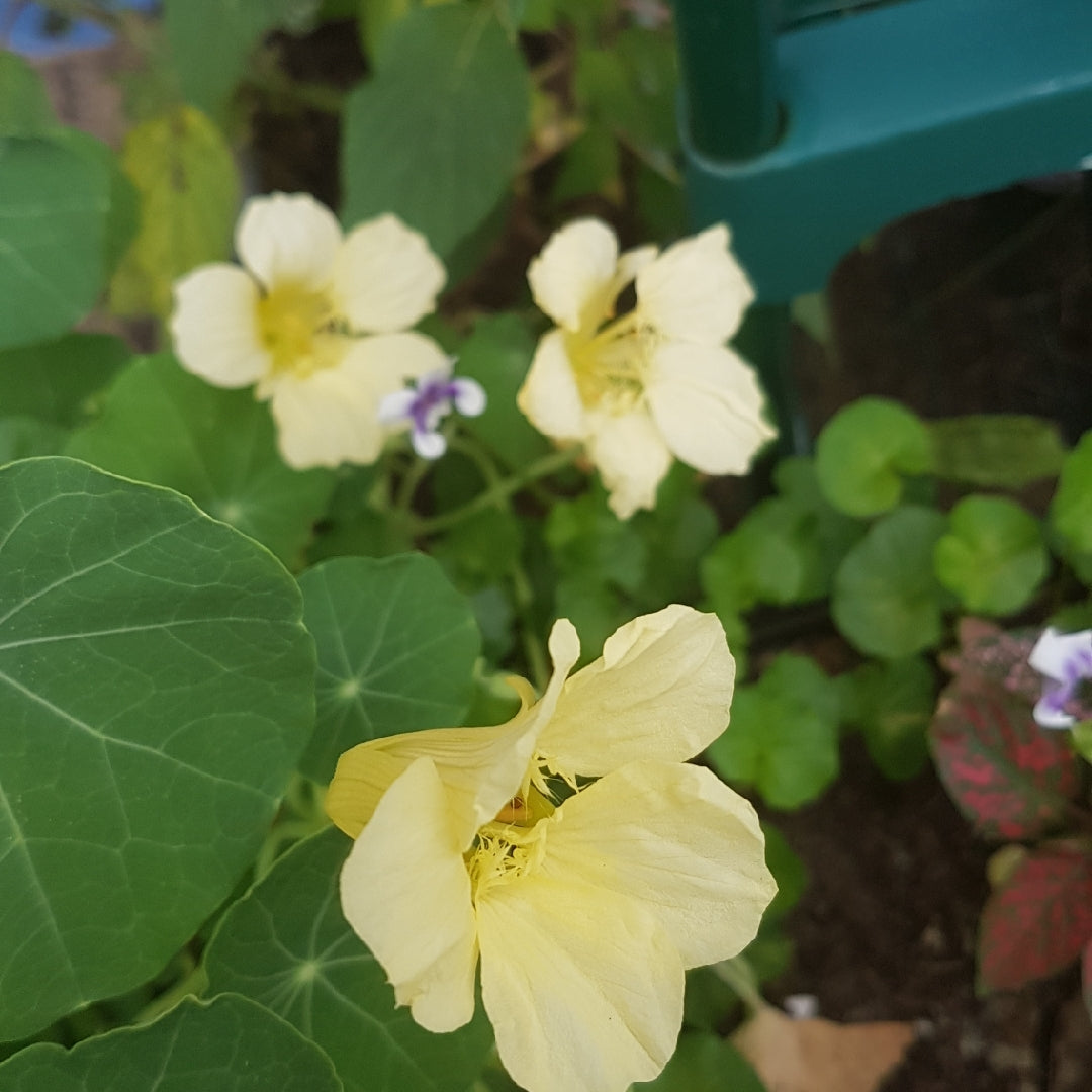 Heirloom Non-GMO Cream Nasturtium Flower Seeds for Garden Planting – Edible Decorative Blooms