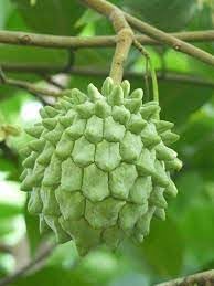 Tropical Star Fruit Seeds for Sweet and Tangy Trees