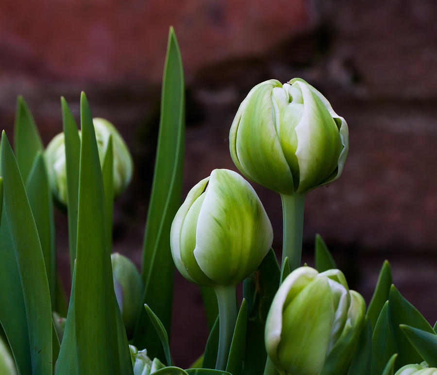 Heirloom Green Tulip Flower Seeds for Planting – Non-GMO, Perfect for Spring Gardens