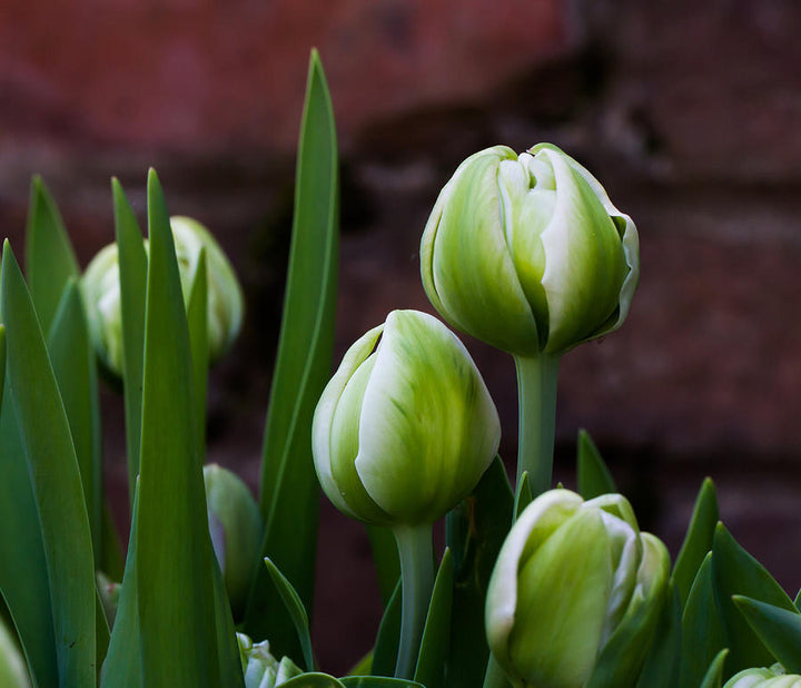 Heirloom Green Tulip Flower Seeds for Planting – Non-GMO, Perfect for Spring Gardens
