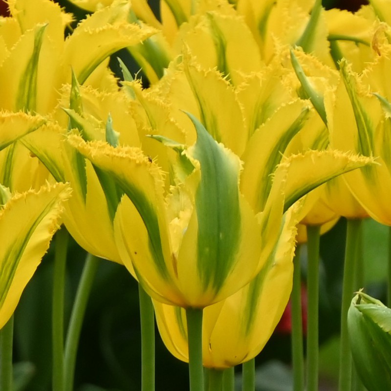 Gulgrønne tulipanblomsterfrø til udplantning - 20 stk