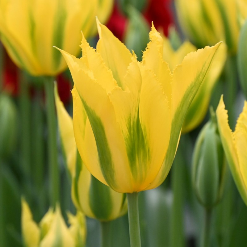 Gulgrønne tulipanblomsterfrø til udplantning - 20 stk