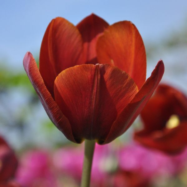 Brown Tulip Flower Seeds - 100 pcs