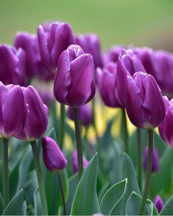 Violet Tulip Seeds for Planting – Heirloom, Non-GMO, Beautiful Garden Flowers