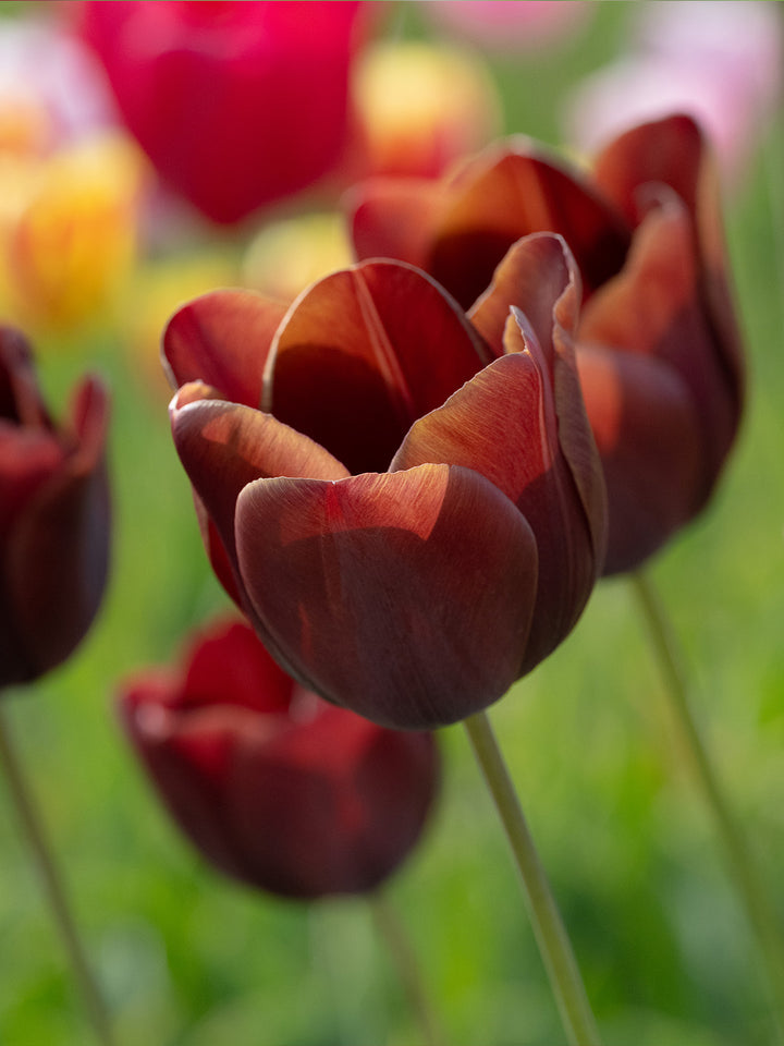 Brown Tulip Flower Seeds - 100 pcs