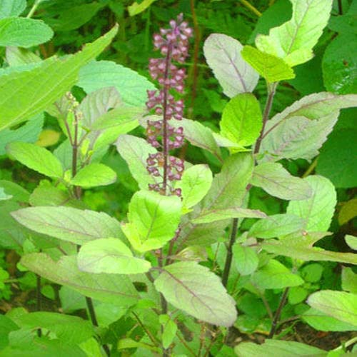 Holy Basil (Tulsi) Seeds for Planting – Heirloom, Non-GMO, High Germination Organic Garden Seeds for Medicinal & Spiritual Gardens