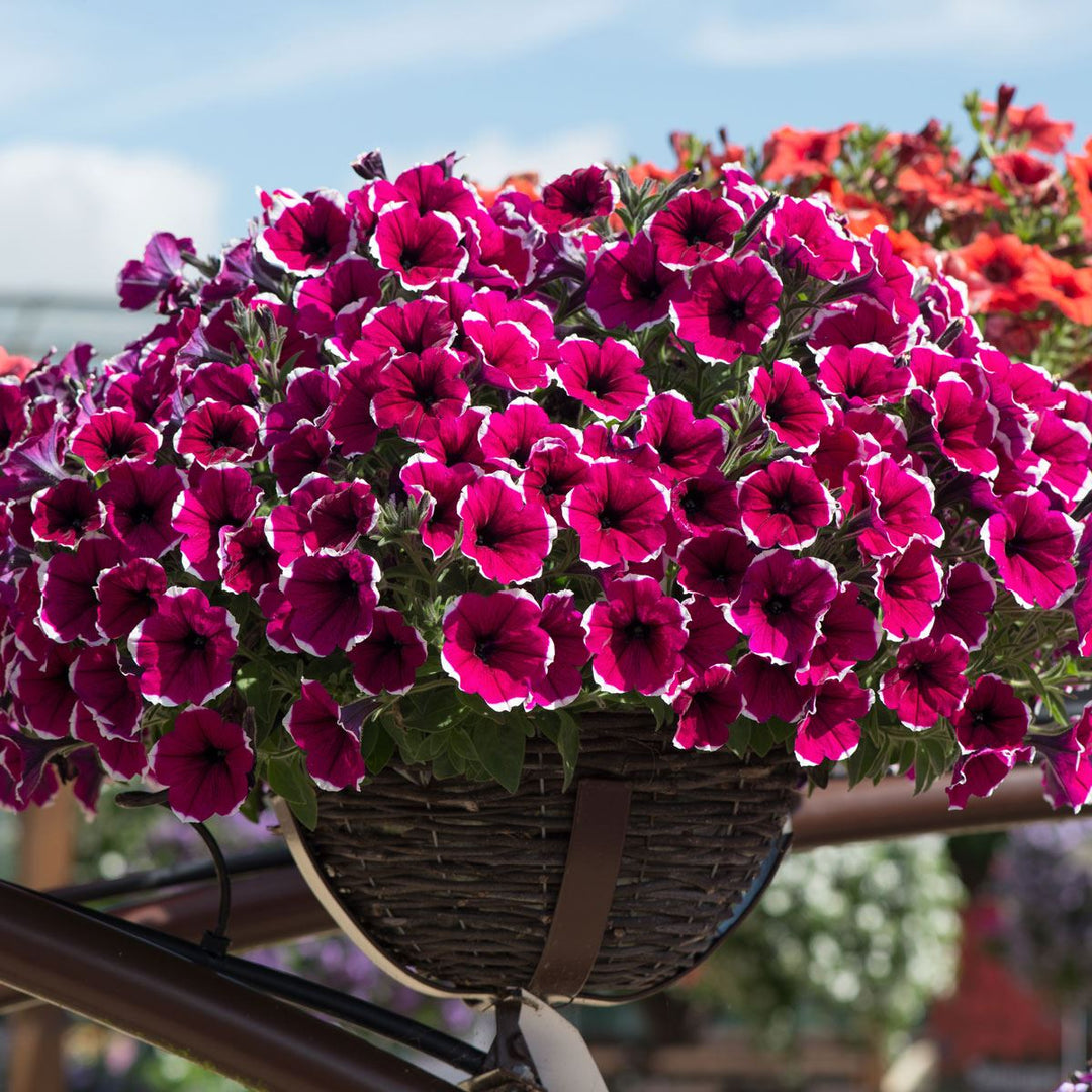 bonsai petunia flower seeds