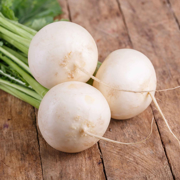 Turnip Shogoin Vegetable Seeds for Planting - heirloom and Non-GMO Garden Seeds