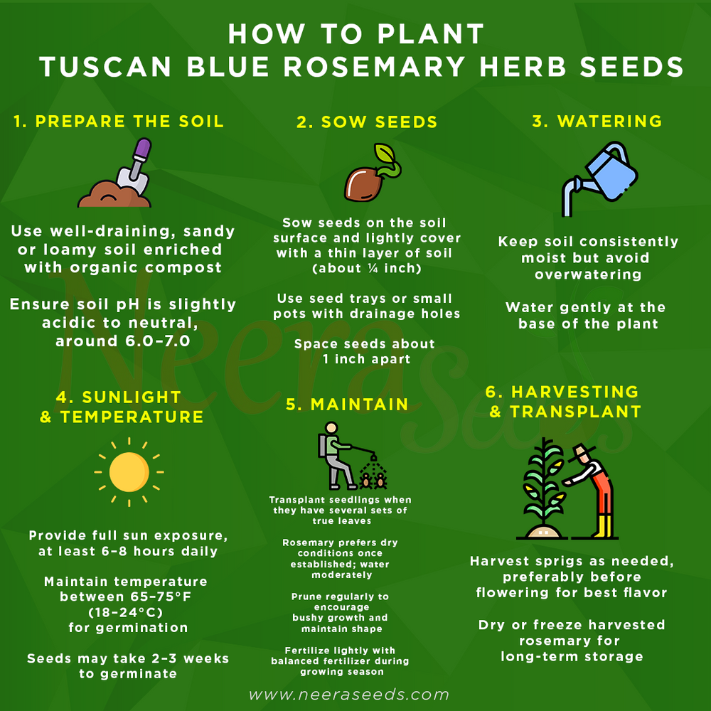 Tuscan Blue Rosemary Herb Seeds