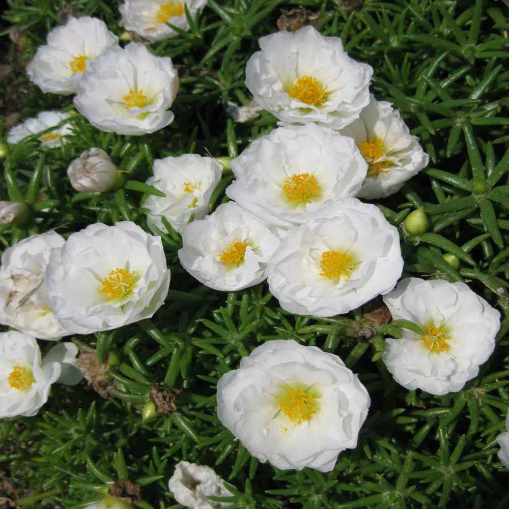 white moss flower seeds
