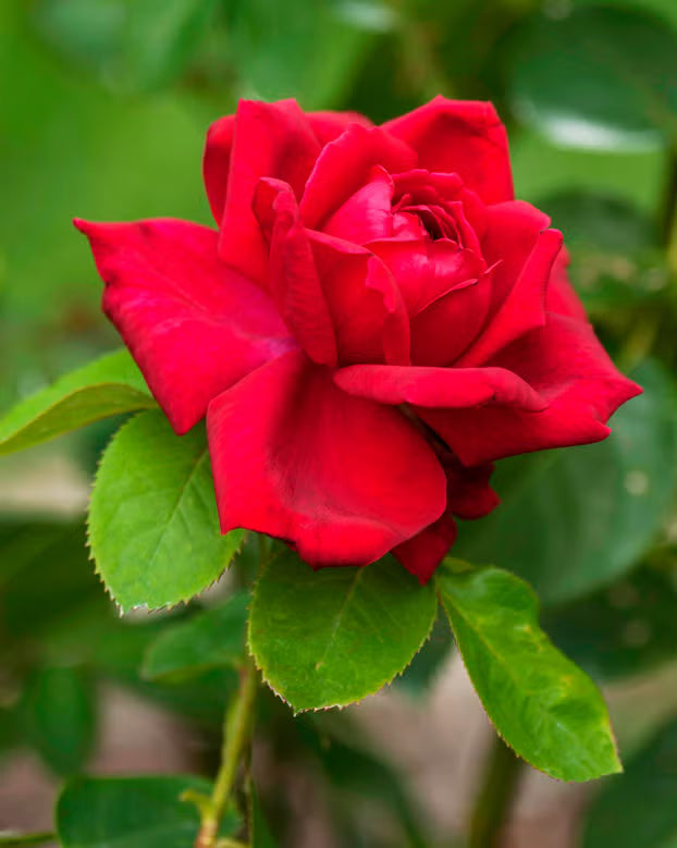 red rose flower seeds