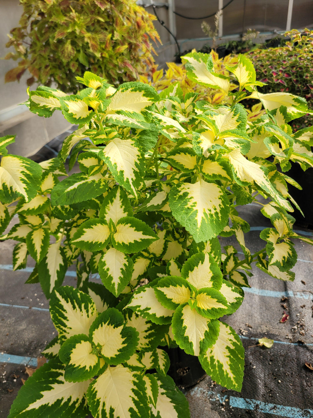 Heirloom Green Yellow Coleus Flower Seeds for Planting – Non-GMO, Decorative Ornamental Foliage Variety