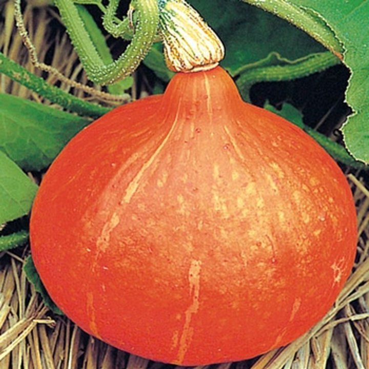 Uchiki Kuri Pumpkin Seeds for Planting