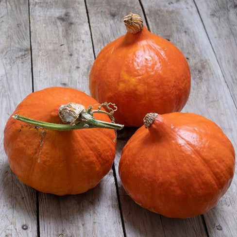 Uchiki Kuri Pumpkin Seeds for Planting