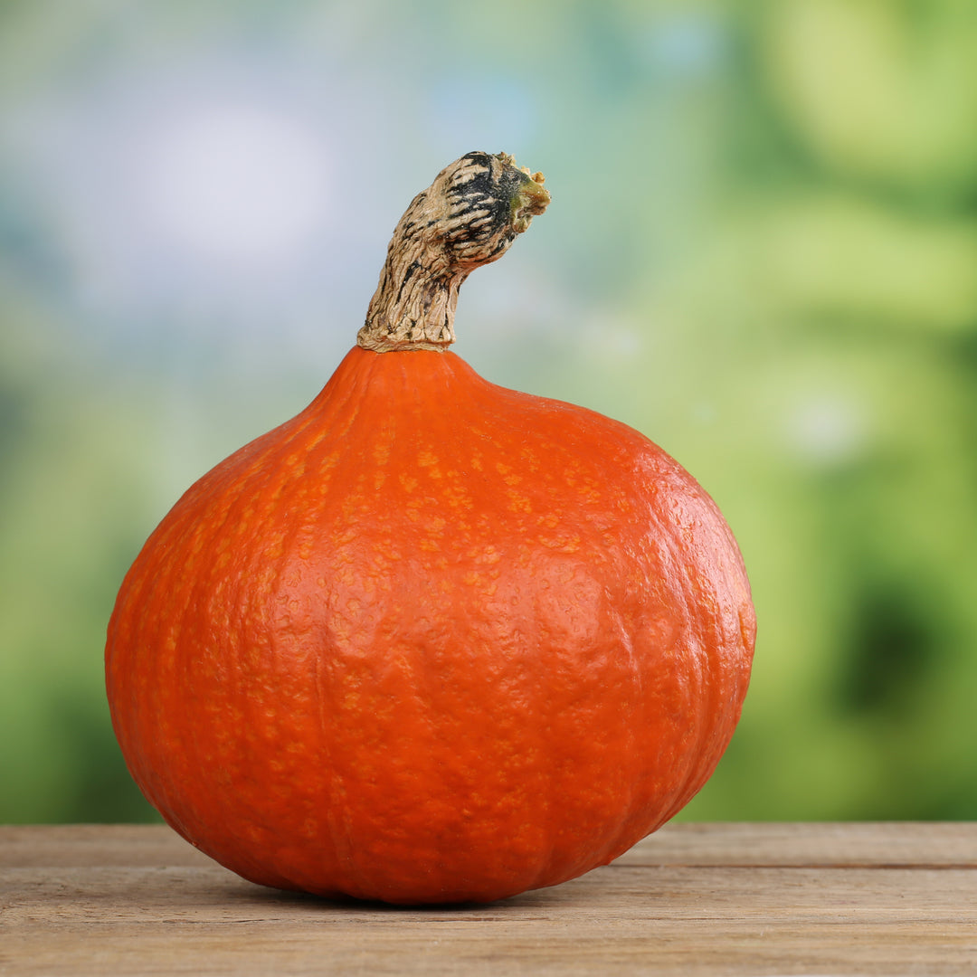 Uchiki Kuri Pumpkin Seeds for Planting