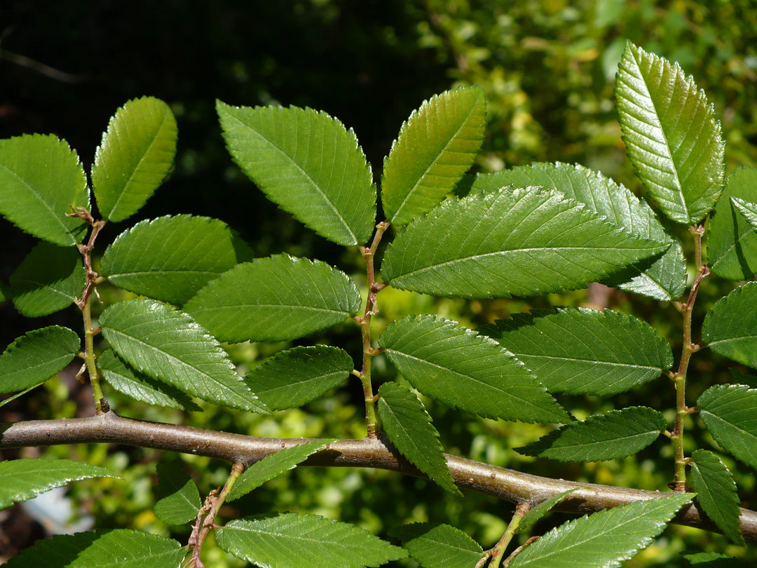 Green Winged Elm Plant Seeds - Shade Tree Seeds - Heirloom & Non-GMO Seeds for planting