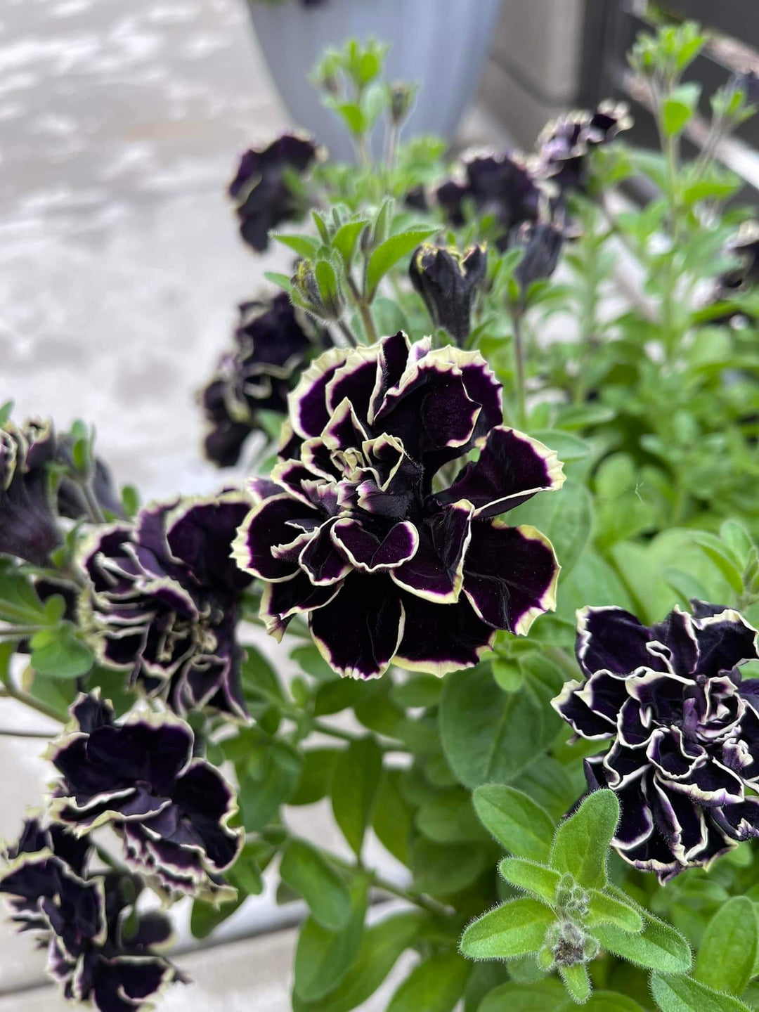 Dobbelt Petunia Sort Gul Blomsterfrø til Plantning 100 stk