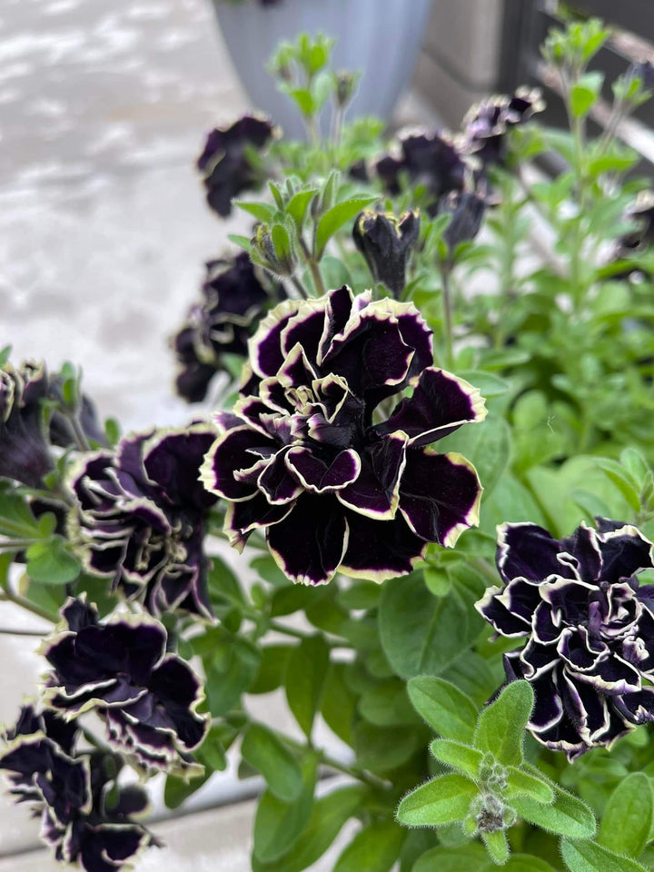 Double Petunia Black Yellow Flower Seeds for Planting 100 pcs