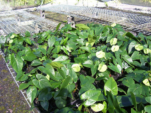 Grønne Anthurium Blomsterfrø - 100 stk