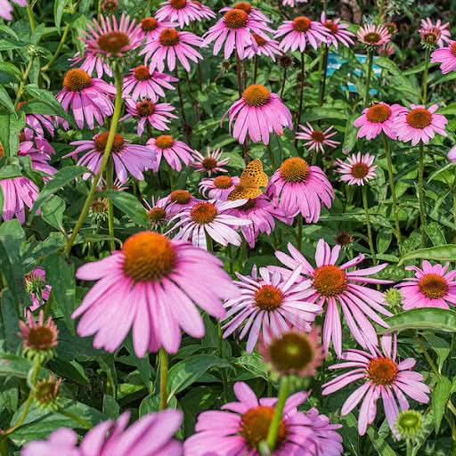pink baby flower seeds