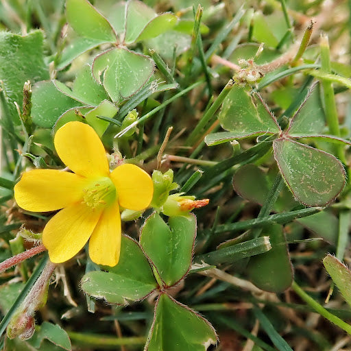 yellow oxalis flower seeds