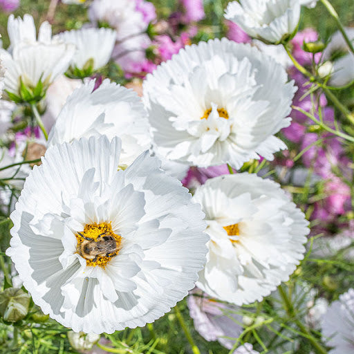 white cosmos flower seeds