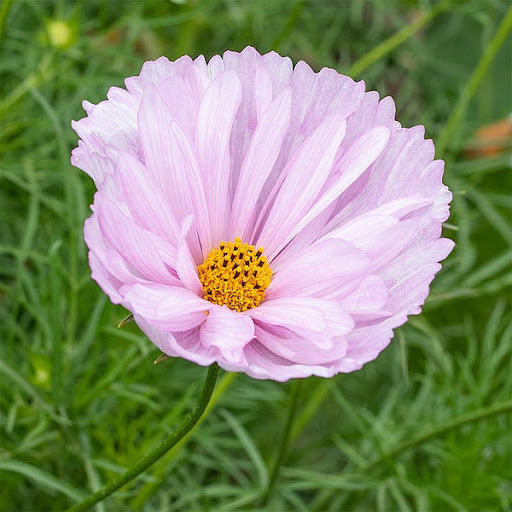 cosmos cupcakes flower seeds