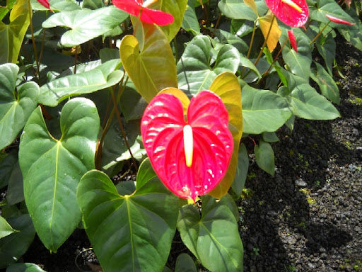 Anthurium Andraeanu lyserøde blomsterfrø til plantning 100 stk