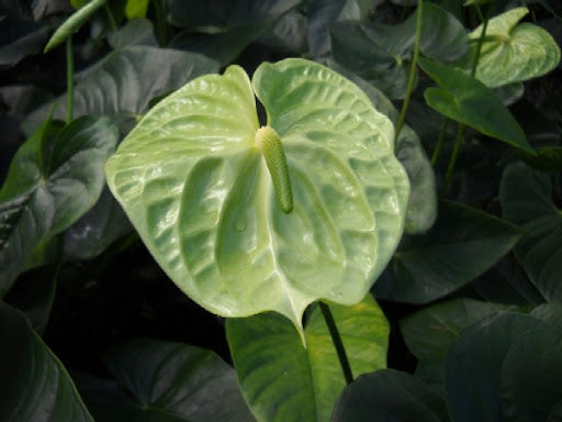 Friske Anthurium Blomsterfrø til Plantning, Havgrøn 100 stk