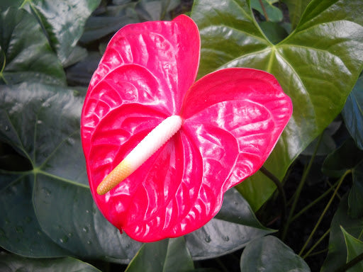 Anthurium Andraeanu Pink Flower Seeds for Planting 100 pcs