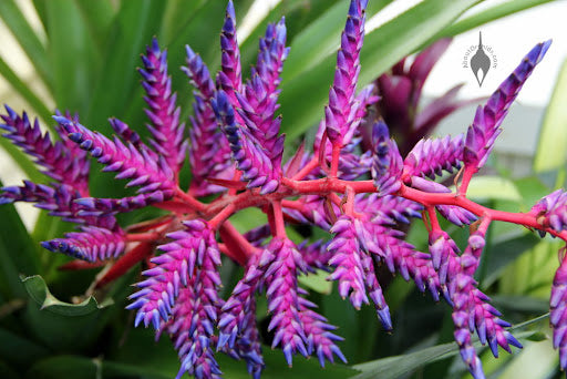 Purple Pink Bromeliad Plant Seeds – Heirloom Non-GMO Tropical Seeds for Planting
