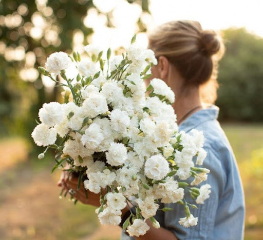 Friske nellikeblomsterfrø til udplantning, Hvide 100 stk