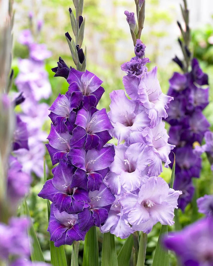 Gladiolus Flower Seeds for Planting Dark Violet White 100 pcs