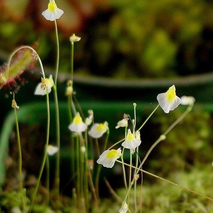 White Utricularia Bisquamata Plant Seeds for Garden Planting - NON GMO Seeds