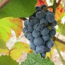 Uva Trepadoras Fruit Seeds for Planting
