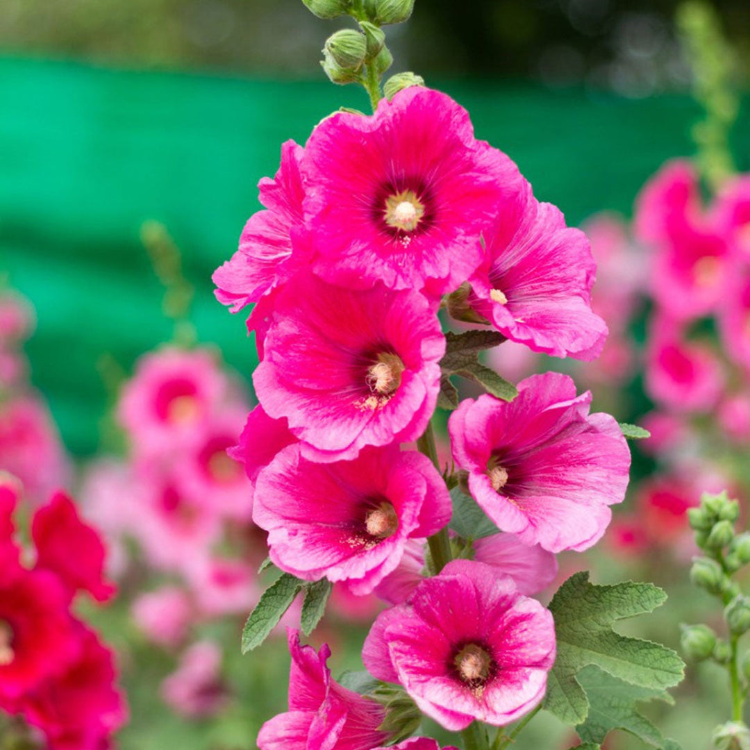 pink hollyhock flower seeds