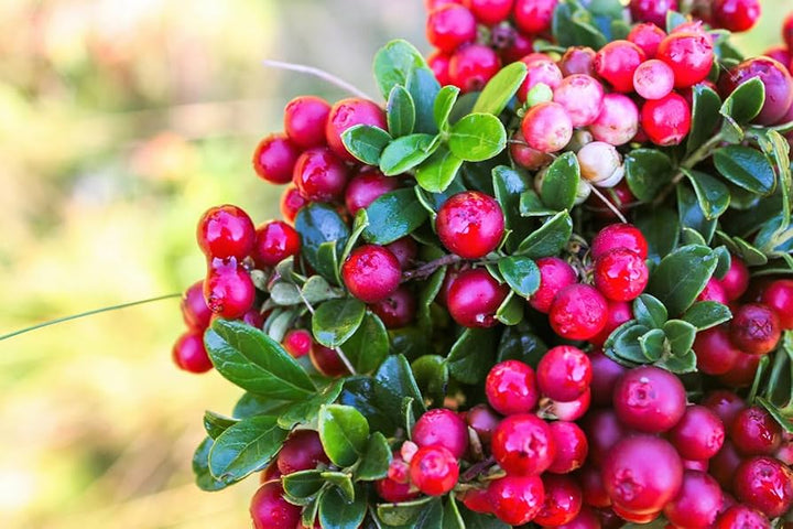Vaccinium Vitis Fruit Seeds for Planting