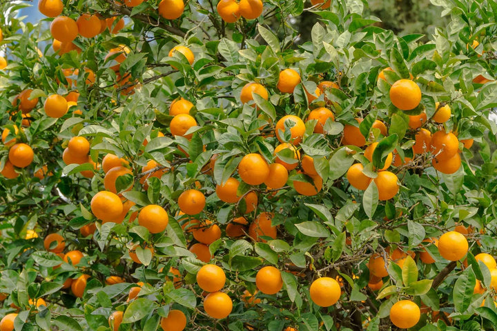 Orange frugtfrø til plantning af søde, saftige citrustræer 100 stk