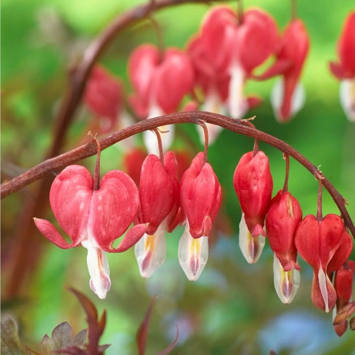 Organic Heirloom Non-GMO Bleeding Heart Seeds for Planting – Shade Garden Flowers, High Germination