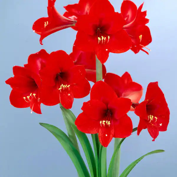 Amaryllis Flower Seeds for Planting, 100 pcs