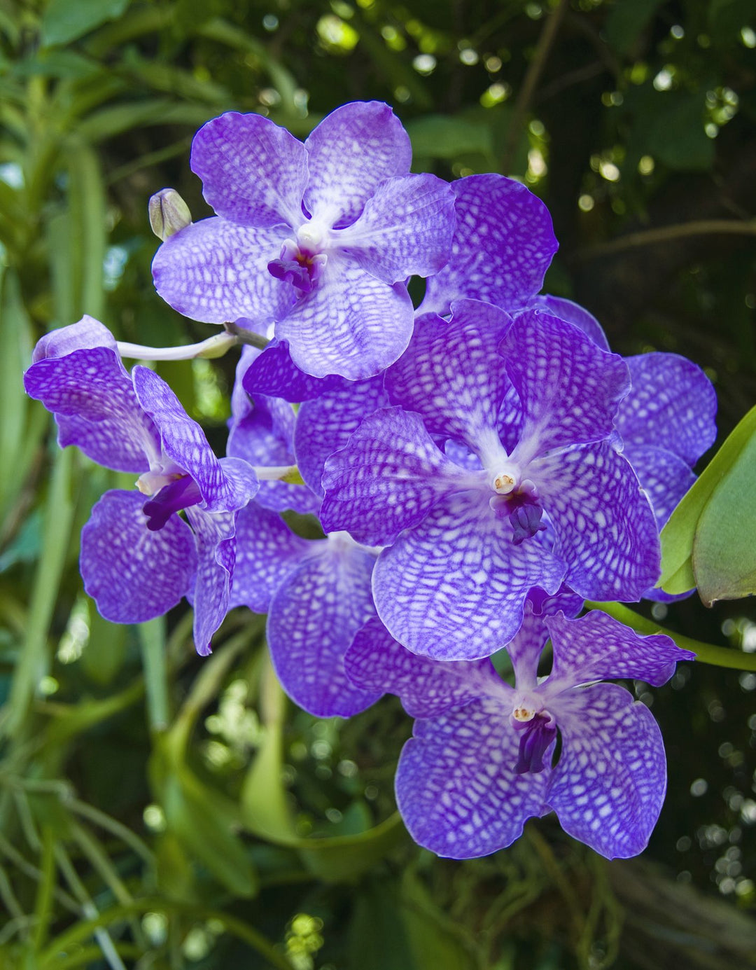 Heirloom Non-GMO Violet Vanda Orchid Flower Seeds for Garden Planting – Exotic Epiphytic Blooms