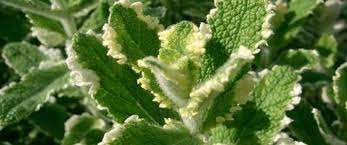 Variegated Pineapple Peppermint Plant Seeds