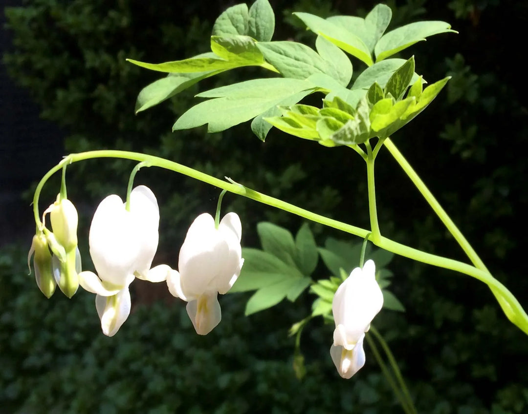 Hvide hjerte blomsterfrø til plantning - 100 stk