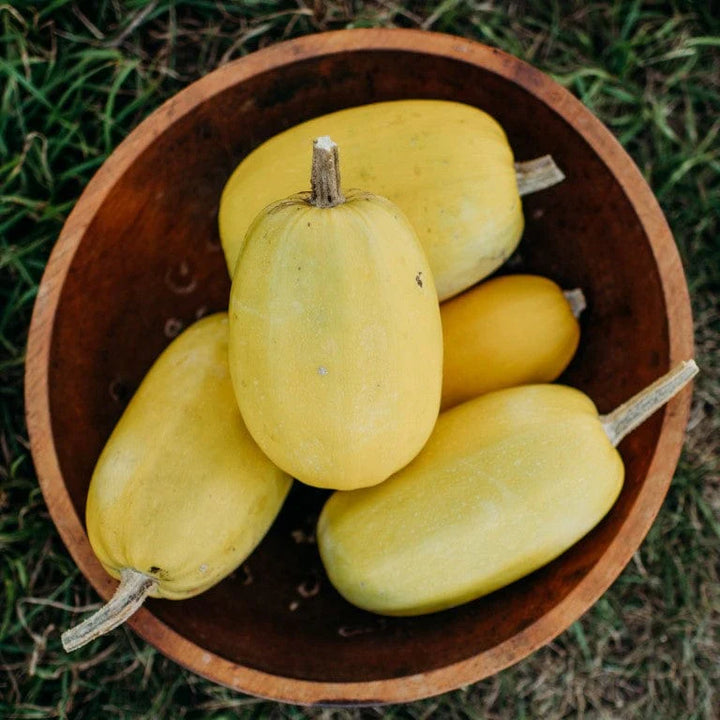 Spaghetti Squash Vegetable Seeds for Planting - heirloom & Non-GMO Garden Seeds